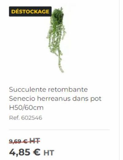 Promo : Senecio Herreanus dans Pot H50/60cm à 4,85€ HT ! Ref. 602546