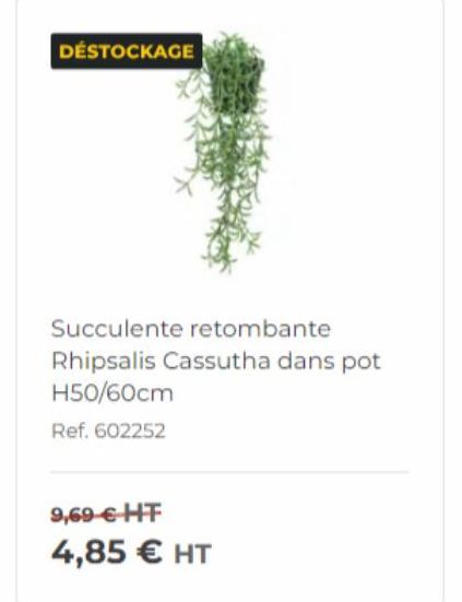 Affaire Immanquable: DESTOCKAGE de Rhipsalis Cassutha dans Pot H50/60cm, Ref. 602252 - Prix: 9,69€ HT, Promo 4,85€ HT!