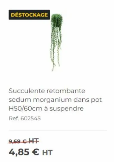 déstockage : profitez de l'offre - sedum morganium h50/60cm à suspendre - 4,85€ ht ! ref. 602545