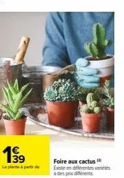 le foire aux cactus: 1€ 139 la parte - variétés & prix différents!