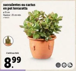 pot terracotta en promotion avec cactus ou plantes succulentes ! hauteur: 25 cm min. jusqu'à 25% de réduction !