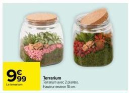 999  Terrarium Terrarium avec 2 plantes. Hauteur environ 18 cm 