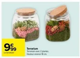999  terrarium terrarium avec 2 plantes. hauteur environ 18 cm 