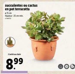 choisissez votre plante exotique préférée : terrariums 8.99€ (succulentes ou cactus en pot terracotta jusqu'à 25 cm de haut).