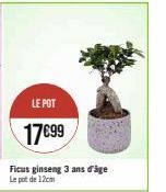 LE POT  17€99  Ficus ginseng 3 ans d'âge Le pot de 12cm 