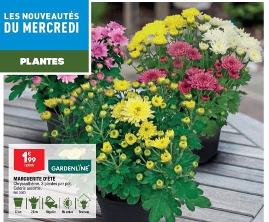 GARDENLINE: MARGUERITE D'ÉTÉ, CHRYSANTHÈME 3 PLANTES/POT 199€ LES NOUVEAUTÉS DU MERCREDI!