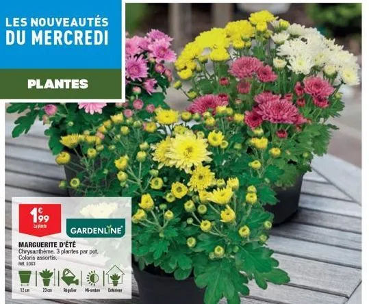 gardenline: marguerite d'été, chrysanthème 3 plantes/pot 199€ les nouveautés du mercredi!