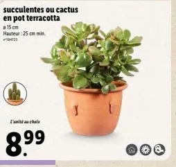 offrez-vous des plantes succulentes ou cactus en pot terracotta - 15 cm (min. 25 cm) à 2 pour 8,99€ l'unité !