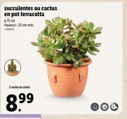 Cactus ou Plantes Succulentes en Pot Terracotta - 8.99€ l'unité - H: 25cm min. 102