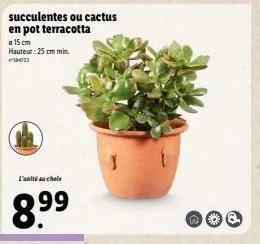 cactus ou plantes succulentes en pot terracotta - 8.99€ l'unité - h: 25cm min. 102