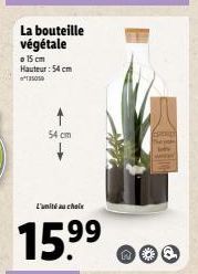 Bouteille Végétale 54cm 15.99€-L'Unité au Choix - 135059- Hauteur 54cm - Promo 99 nöa
