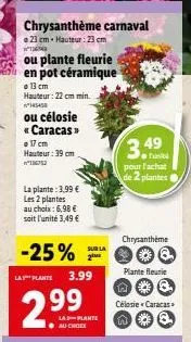 offre spéciale: 2 chrysanthèmes carnaval et une célosie caracas - hauteur minimale 22-39 cm!
