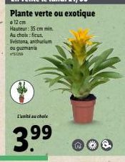 Vente Lundi : Unité Uchol 3.99 - Plante Exotique de 12 cm à partir de 35 cm - Ficus, Livistona, Anthurium, Guzmania au choix !