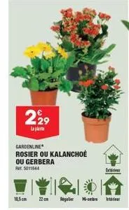 gardenline 5011844: promo rosiers/kalanchoés/gerberas 18,5cm, 22cm, régler mbret.