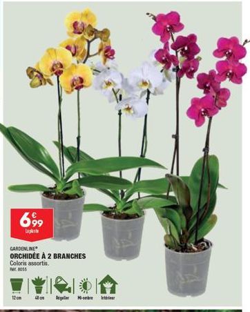 Offre Spéciale : Gardenline Orchidée à 2 Branches - 12cm, 4 on, M-ombre - Couleurs assorties