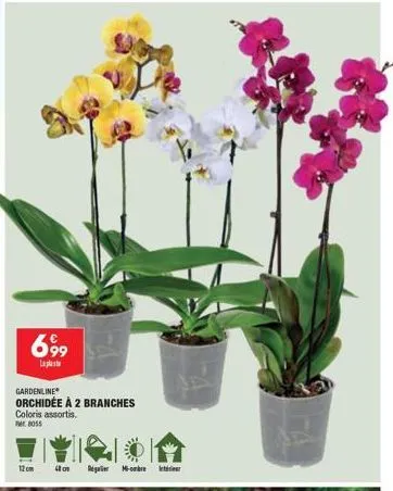 offre spéciale : gardenline orchidée à 2 branches - 12cm, 4 on, m-ombre - couleurs assorties