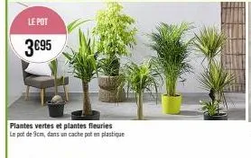 pot de 9cm + cache pot en plastique pour 3€95: plantes vertes & fleuries!