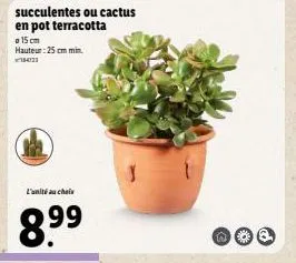 choisissez vos succulentes ou cactus en pot terracotta - 8,99€ l'unité - hauteur 25cm min.!