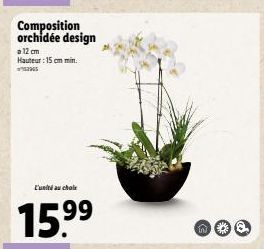 Orchidée Design 'E'uni au Cholr' - 15.999€ | 12 - 15cm Hauteur | Promo 99€
